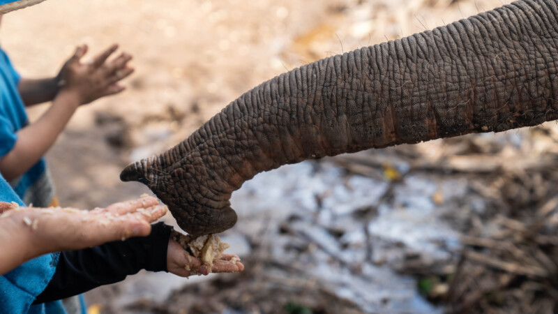 NewElephantHome.co.th สัมผัสประสบการณ์การอยู่ร่วมกับช้างตลอดทั้งวัน (104)