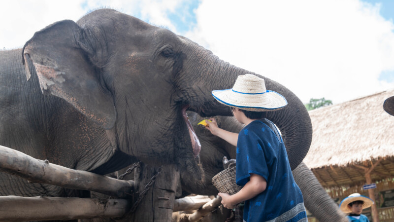 NewElephantHome.co.th สัมผัสประสบการณ์การอยู่ร่วมกับช้างตลอดทั้งวัน (130)