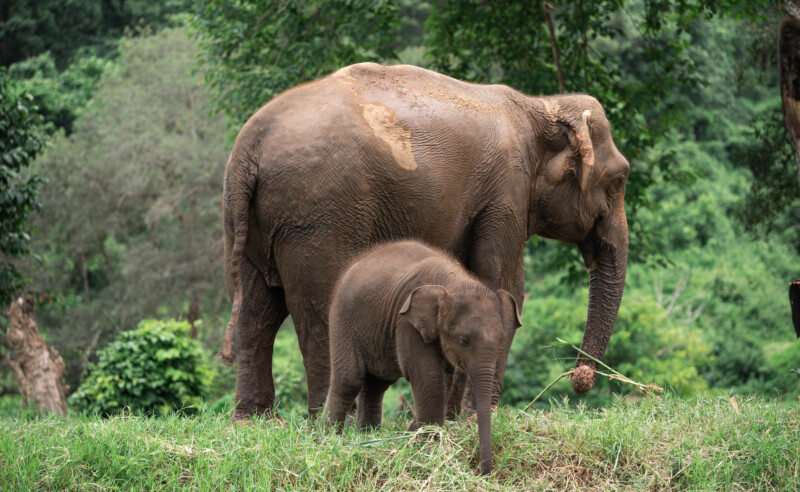 NewElephantHome.co.th สัมผัสประสบการณ์การอยู่ร่วมกับช้างตลอดทั้งวัน (176)