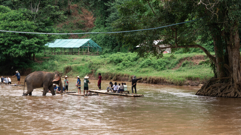 NewElephantHome.co.th สัมผัสประสบการณ์การอยู่ร่วมกับช้างตลอดทั้งวัน (179)