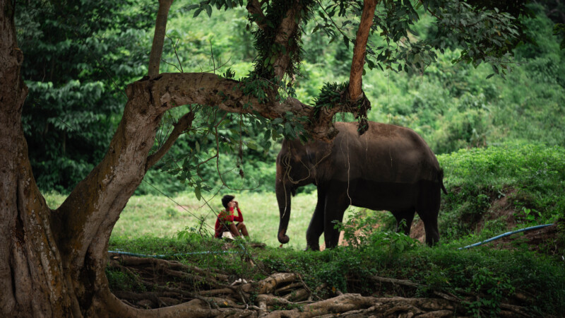 NewElephantHome.co.th สัมผัสประสบการณ์การอยู่ร่วมกับช้างตลอดทั้งวัน (188)