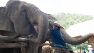 HomeNewElephantHome.co.th : you will feed, hike, and learn about elephants in Thailand. 22 NewElephantHome.co .th สัมผัสประสบการณ์การอยู่ร่วมกับช้างตลอดทั้งวัน 19