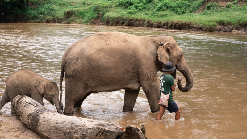 NewElephantHome.co.th สัมผัสประสบการณ์การอยู่ร่วมกับช้างตลอดทั้งวัน (198)