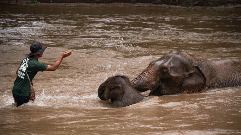 NewElephantHome.co.th สัมผัสประสบการณ์การอยู่ร่วมกับช้างตลอดทั้งวัน (199)