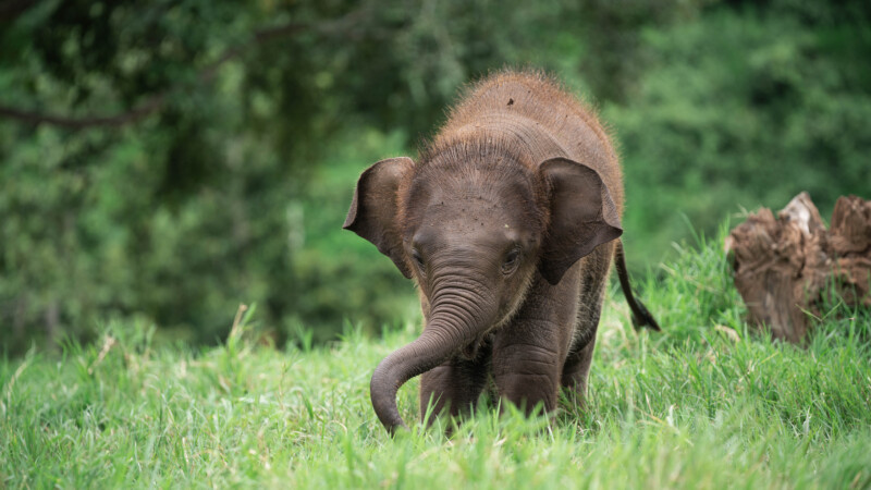 NewElephantHome.co.th สัมผัสประสบการณ์การอยู่ร่วมกับช้างตลอดทั้งวัน (201)