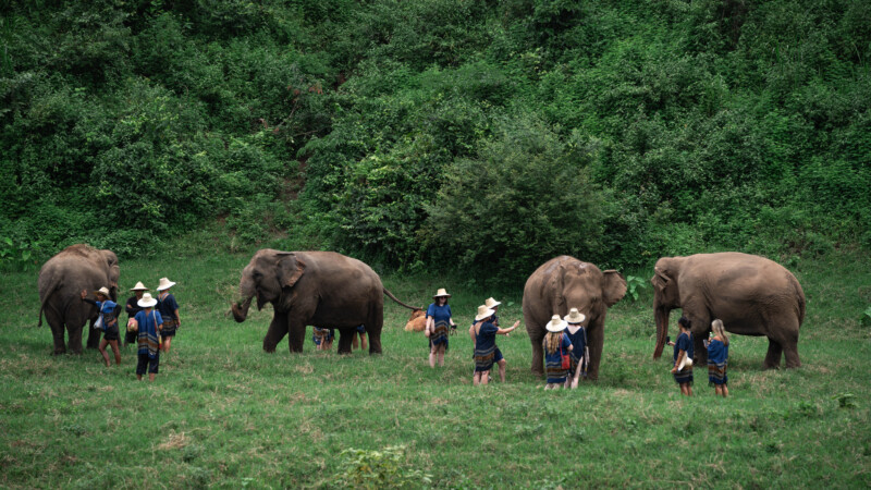 NewElephantHome.co.th สัมผัสประสบการณ์การอยู่ร่วมกับช้างตลอดทั้งวัน (211)