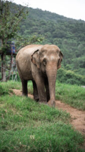HomeNewElephantHome.co.th : you will feed, hike, and learn about elephants in Thailand. 32 NewElephantHome.co .th สัมผัสประสบการณ์การอยู่ร่วมกับช้างตลอดทั้งวัน 213