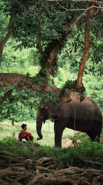 NewElephantHome.co.th สัมผัสประสบการณ์การอยู่ร่วมกับช้างตลอดทั้งวัน (215)