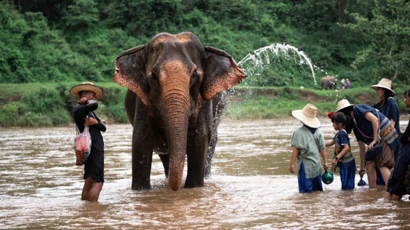 NewElephantHome.co.th สัมผัสประสบการณ์การอยู่ร่วมกับช้างตลอดทั้งวัน (218)