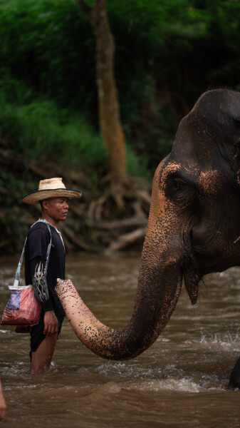 NewElephantHome.co.th สัมผัสประสบการณ์การอยู่ร่วมกับช้างตลอดทั้งวัน (220)