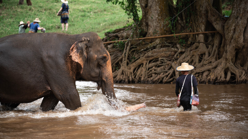 NewElephantHome.co.th สัมผัสประสบการณ์การอยู่ร่วมกับช้างตลอดทั้งวัน (221)