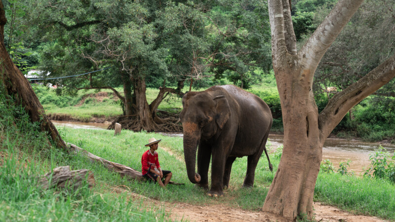 NewElephantHome.co.th สัมผัสประสบการณ์การอยู่ร่วมกับช้างตลอดทั้งวัน (225)