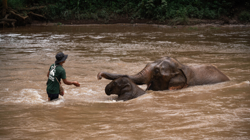 NewElephantHome.co.th สัมผัสประสบการณ์การอยู่ร่วมกับช้างตลอดทั้งวัน (227)