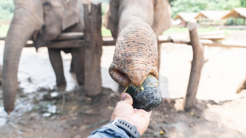 NewElephantHome.co.th สัมผัสประสบการณ์การอยู่ร่วมกับช้างตลอดทั้งวัน (23)