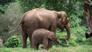 HomeNewElephantHome.co.th : you will feed, hike, and learn about elephants in Thailand. 36 NewElephantHome.co .th สัมผัสประสบการณ์การอยู่ร่วมกับช้างตลอดทั้งวัน 232