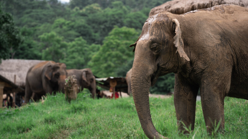 NewElephantHome.co.th สัมผัสประสบการณ์การอยู่ร่วมกับช้างตลอดทั้งวัน (235)