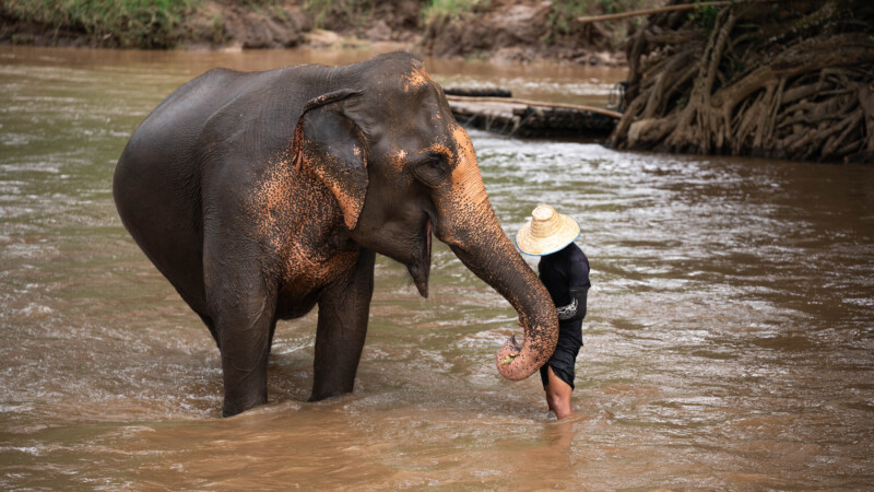 NewElephantHome.co.th สัมผัสประสบการณ์การอยู่ร่วมกับช้างตลอดทั้งวัน (247)