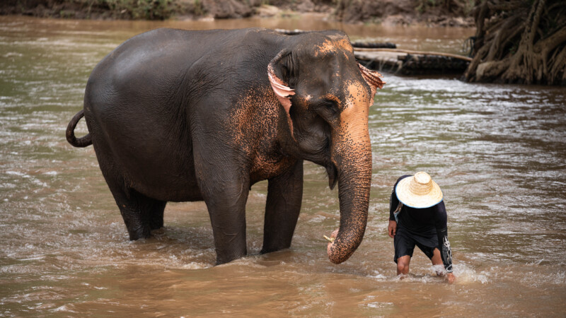 NewElephantHome.co.th สัมผัสประสบการณ์การอยู่ร่วมกับช้างตลอดทั้งวัน (248)