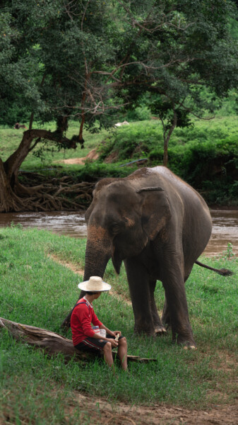 NewElephantHome.co.th สัมผัสประสบการณ์การอยู่ร่วมกับช้างตลอดทั้งวัน (254)