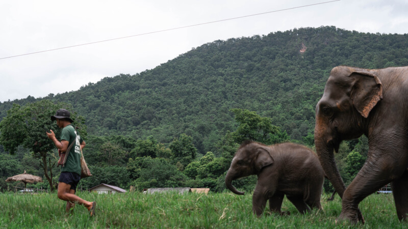 NewElephantHome.co.th สัมผัสประสบการณ์การอยู่ร่วมกับช้างตลอดทั้งวัน (258)