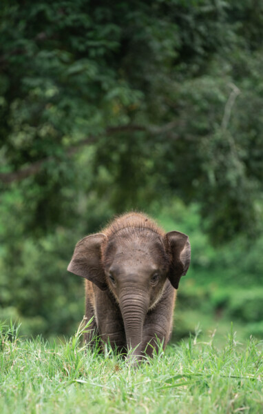 NewElephantHome.co.th สัมผัสประสบการณ์การอยู่ร่วมกับช้างตลอดทั้งวัน (260)