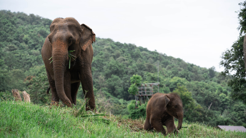 NewElephantHome.co.th สัมผัสประสบการณ์การอยู่ร่วมกับช้างตลอดทั้งวัน (263)