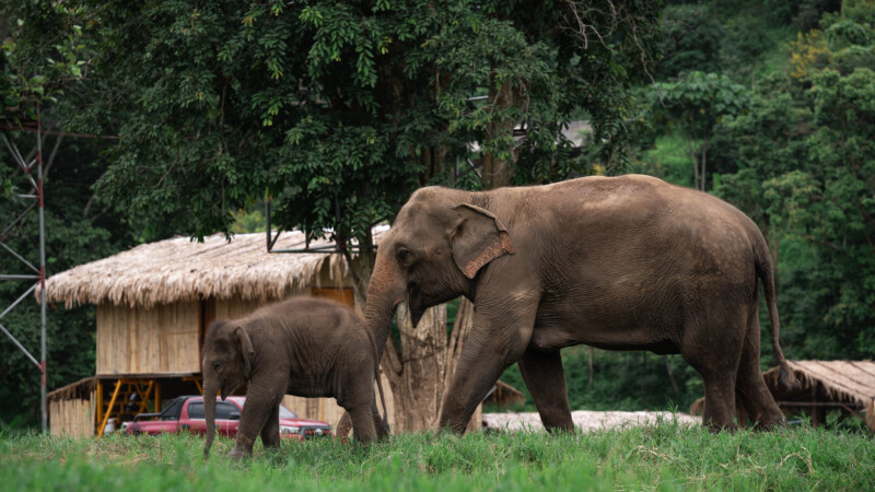 NewElephantHome.co.th สัมผัสประสบการณ์การอยู่ร่วมกับช้างตลอดทั้งวัน (267)