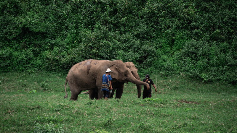 NewElephantHome.co.th สัมผัสประสบการณ์การอยู่ร่วมกับช้างตลอดทั้งวัน (268)