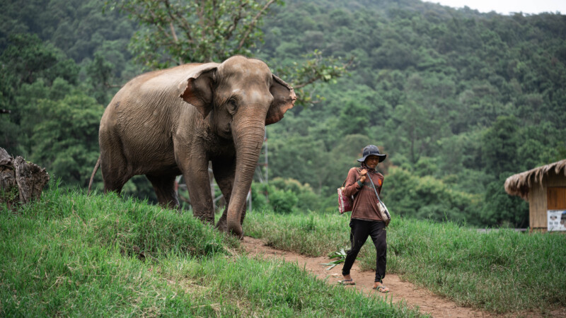 NewElephantHome.co.th สัมผัสประสบการณ์การอยู่ร่วมกับช้างตลอดทั้งวัน (271)