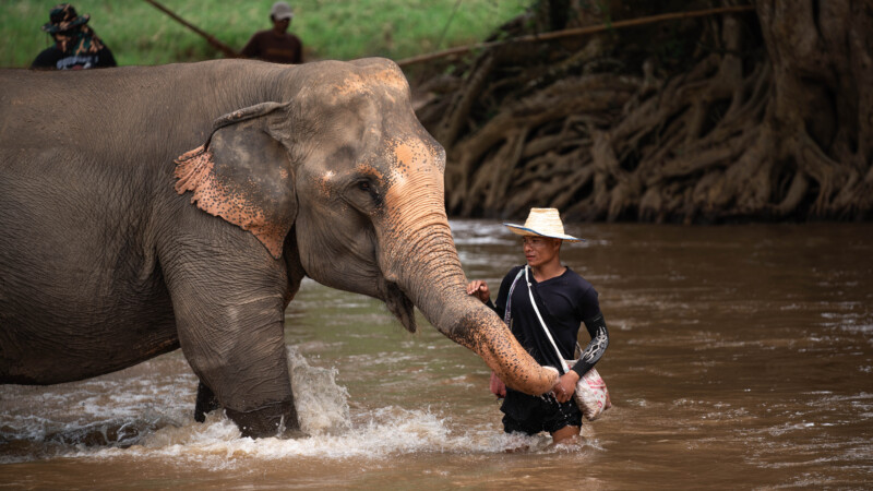 NewElephantHome.co.th สัมผัสประสบการณ์การอยู่ร่วมกับช้างตลอดทั้งวัน (272)