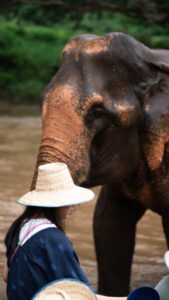 HomeNewElephantHome.co.th : you will feed, hike, and learn about elephants in Thailand. 39 NewElephantHome.co .th สัมผัสประสบการณ์การอยู่ร่วมกับช้างตลอดทั้งวัน 274