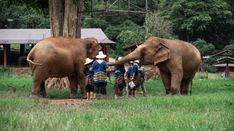 NewElephantHome.co.th สัมผัสประสบการณ์การอยู่ร่วมกับช้างตลอดทั้งวัน (282)
