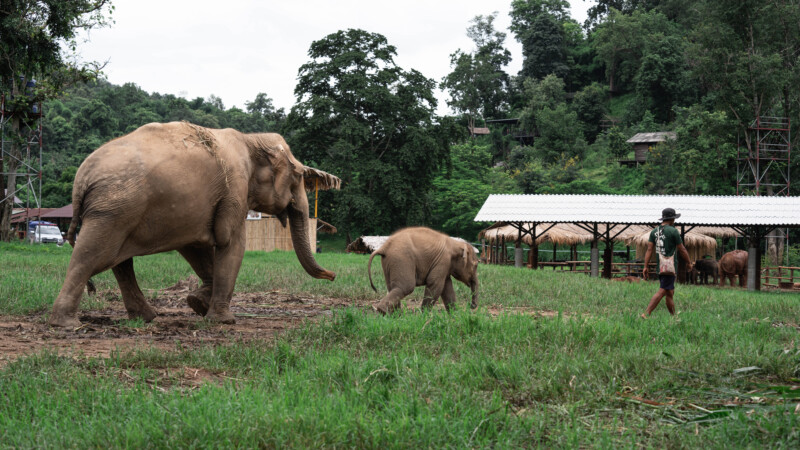 NewElephantHome.co.th สัมผัสประสบการณ์การอยู่ร่วมกับช้างตลอดทั้งวัน (285)
