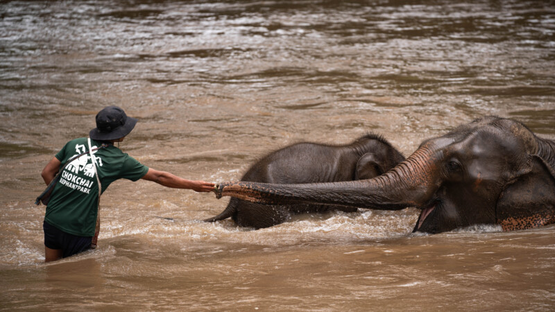 NewElephantHome.co.th สัมผัสประสบการณ์การอยู่ร่วมกับช้างตลอดทั้งวัน (287)