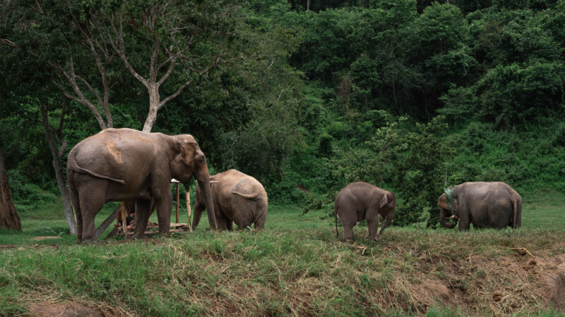 NewElephantHome.co.th สัมผัสประสบการณ์การอยู่ร่วมกับช้างตลอดทั้งวัน (290)