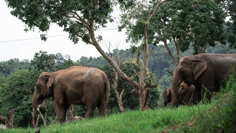 NewElephantHome.co.th สัมผัสประสบการณ์การอยู่ร่วมกับช้างตลอดทั้งวัน (296)