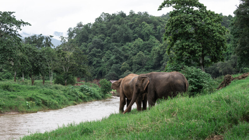 NewElephantHome.co.th สัมผัสประสบการณ์การอยู่ร่วมกับช้างตลอดทั้งวัน (298)