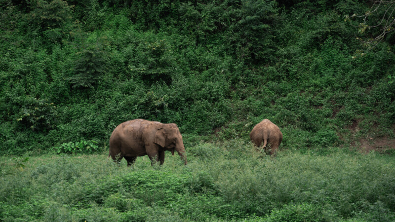 NewElephantHome.co.th สัมผัสประสบการณ์การอยู่ร่วมกับช้างตลอดทั้งวัน (301)