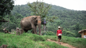 HomeNewElephantHome.co.th : you will feed, hike, and learn about elephants in Thailand. 37 NewElephantHome.co .th สัมผัสประสบการณ์การอยู่ร่วมกับช้างตลอดทั้งวัน 304