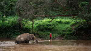 HomeNewElephantHome.co.th : you will feed, hike, and learn about elephants in Thailand. 30 NewElephantHome.co .th สัมผัสประสบการณ์การอยู่ร่วมกับช้างตลอดทั้งวัน 305