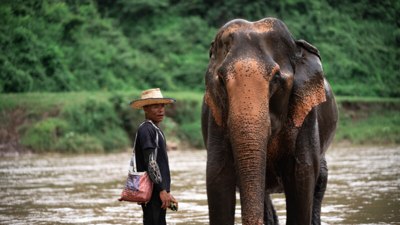 NewElephantHome.co.th สัมผัสประสบการณ์การอยู่ร่วมกับช้างตลอดทั้งวัน (307)