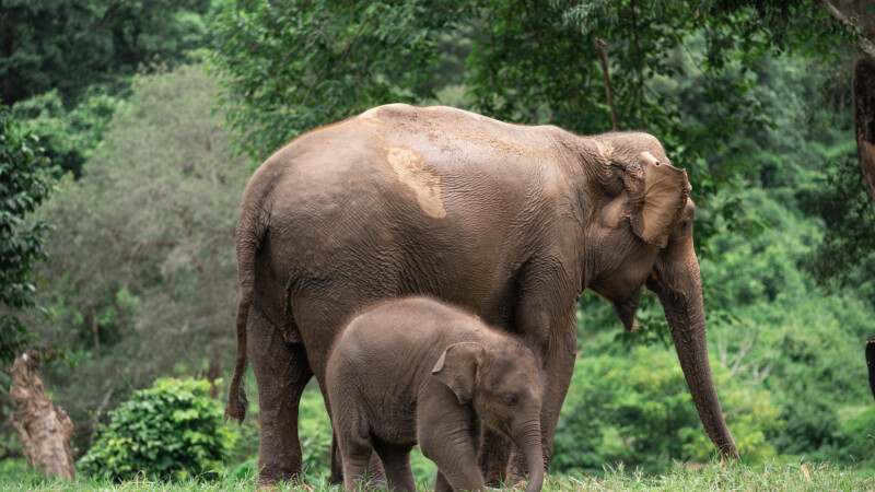 NewElephantHome.co.th สัมผัสประสบการณ์การอยู่ร่วมกับช้างตลอดทั้งวัน (320)