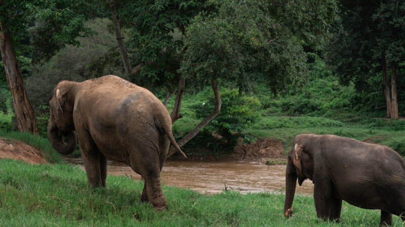 NewElephantHome.co.th สัมผัสประสบการณ์การอยู่ร่วมกับช้างตลอดทั้งวัน (322)