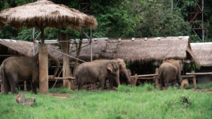 HomeNewElephantHome.co.th : you will feed, hike, and learn about elephants in Thailand. 28 NewElephantHome.co .th สัมผัสประสบการณ์การอยู่ร่วมกับช้างตลอดทั้งวัน 324