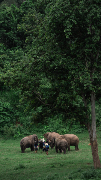 NewElephantHome.co.th สัมผัสประสบการณ์การอยู่ร่วมกับช้างตลอดทั้งวัน (325)