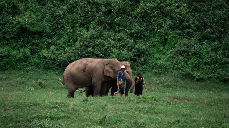 NewElephantHome.co.th สัมผัสประสบการณ์การอยู่ร่วมกับช้างตลอดทั้งวัน (327)