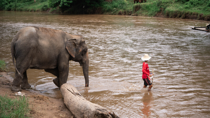 NewElephantHome.co.th สัมผัสประสบการณ์การอยู่ร่วมกับช้างตลอดทั้งวัน (329)