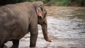 HomeNewElephantHome.co.th : you will feed, hike, and learn about elephants in Thailand. 22 NewElephantHome.co .th สัมผัสประสบการณ์การอยู่ร่วมกับช้างตลอดทั้งวัน 330