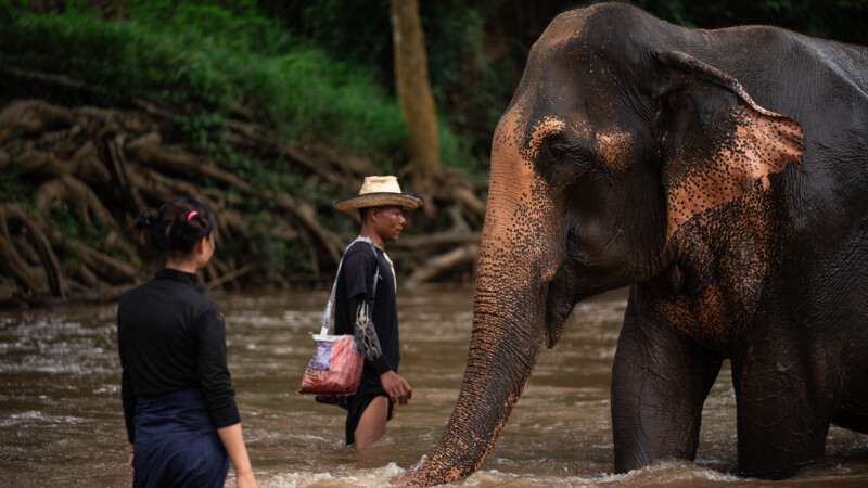 NewElephantHome.co.th สัมผัสประสบการณ์การอยู่ร่วมกับช้างตลอดทั้งวัน (334)