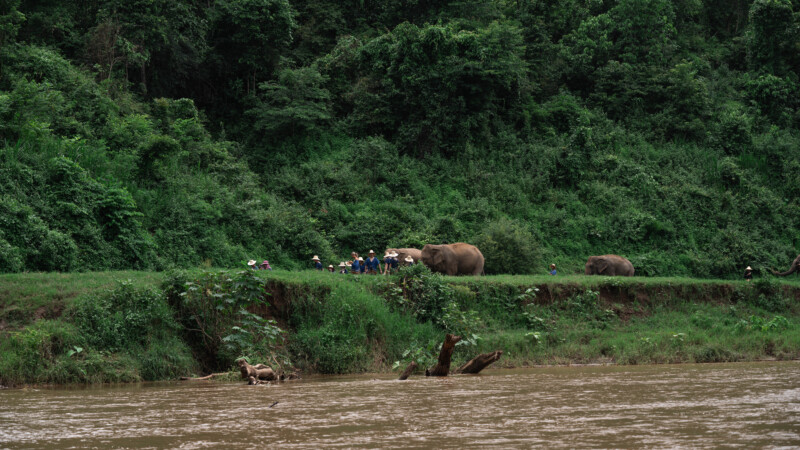 NewElephantHome.co.th สัมผัสประสบการณ์การอยู่ร่วมกับช้างตลอดทั้งวัน (335)